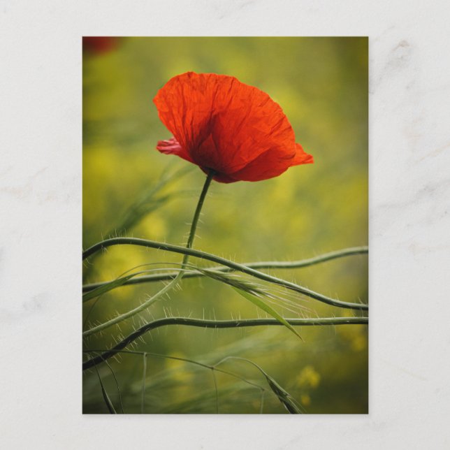 Postcard Single Poppy (Front)