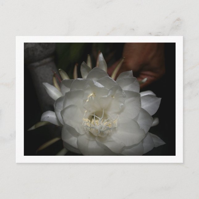 Postcard, Size: Standard Postcard, Pa Postcard (Front)