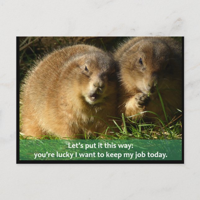 Postcard: Snarky Prairie Dogs Postcard (Front)