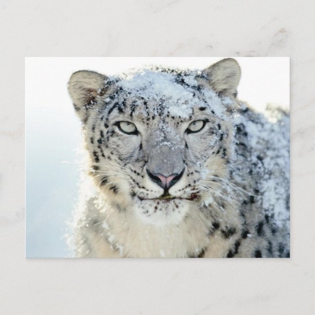 Postcard- Snow Leopard Postcard (Front)