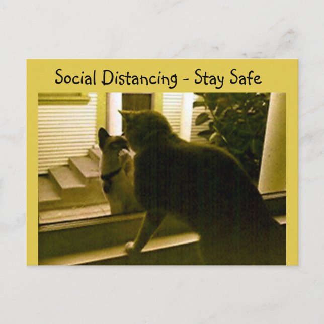 Postcard - Social Distancing Cats (Front)