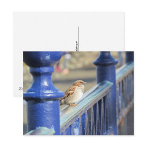 Postcard - Sparrow on Fence