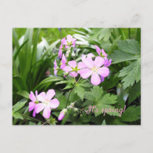 Postcard Spring Flowers Wild Geraniums Garden