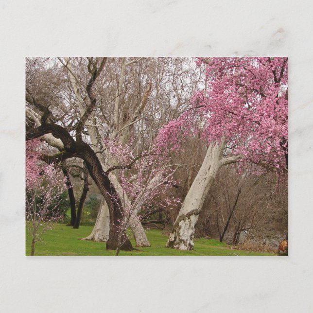 POSTCARD - Springtime in Chico, CA (Front)