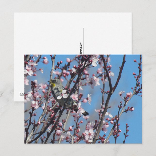 Postcard - Springtime Sparrow (Front/Back)