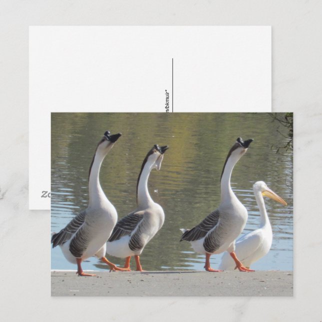 Postcard - Strolling at Lakeside (Front/Back)