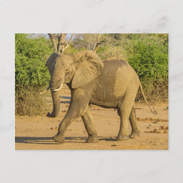 Postcard - Strutting Elephant in Zambia (Front)