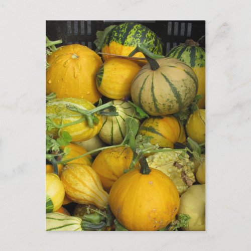 Postcard _ Summer Squash