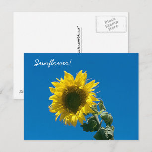 Postcard -  Sunflower!
