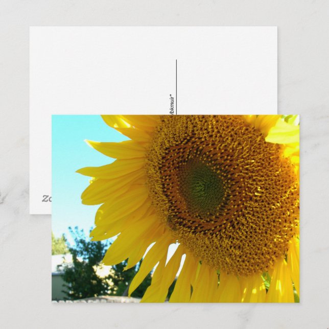 Postcard - Sunflower and Bee (Front/Back)