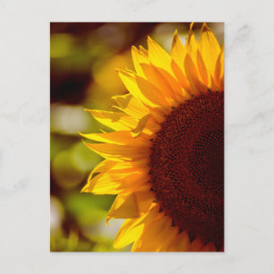 Postcard Sunflower In The Field Photography
