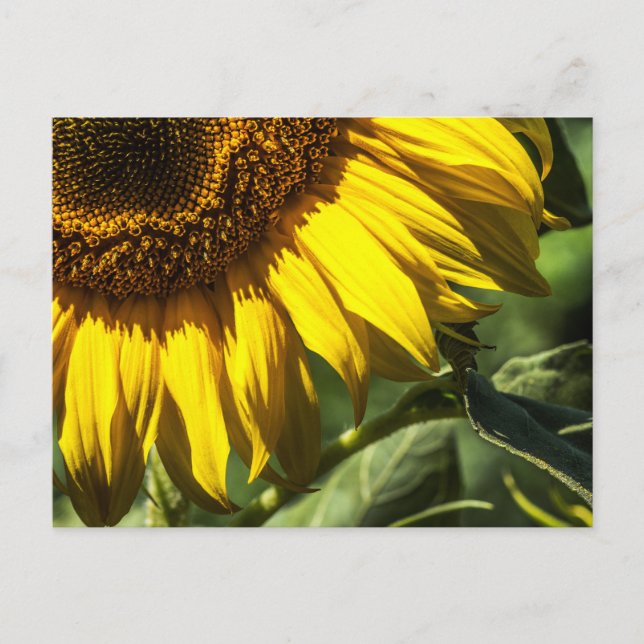 Postcard - Sunflower Secrets (Front)