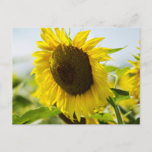 Postcard - Sunflowers Summer Secrets