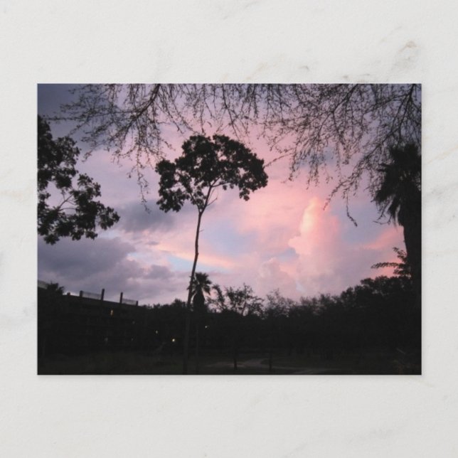 Postcard: Sunset World Florida Postcard (Front)