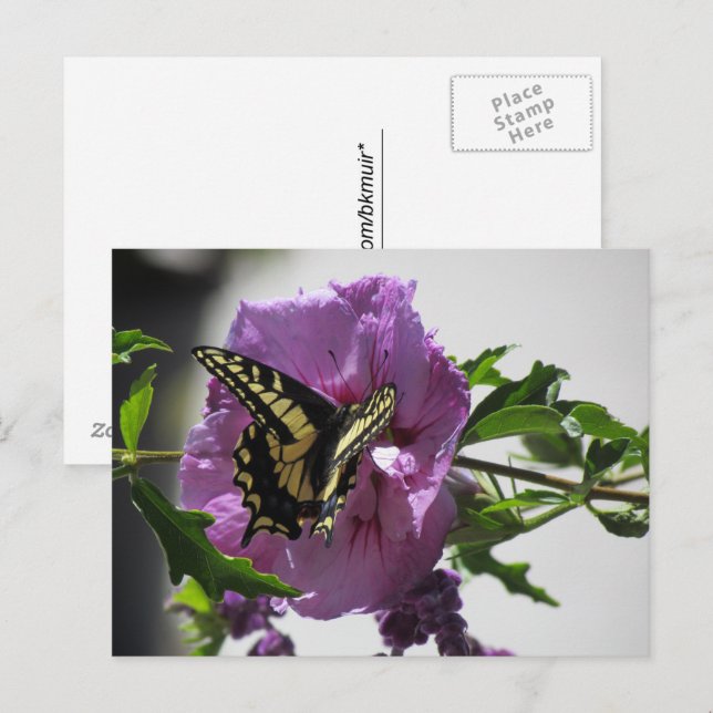 Postcard - Swallowtail Butterfly on Blossom (Front/Back)