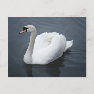 Postcard - Swan