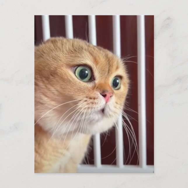 Postcard Talking Cats Meme (Front)