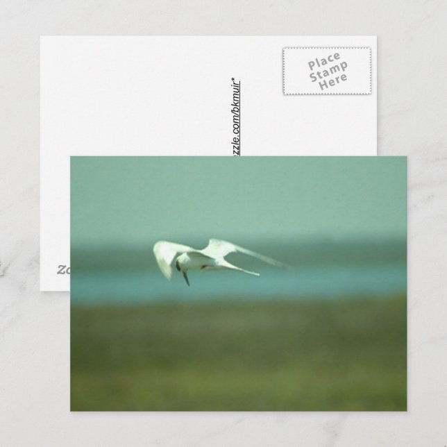 Postcard - Tern in flight (Front/Back)