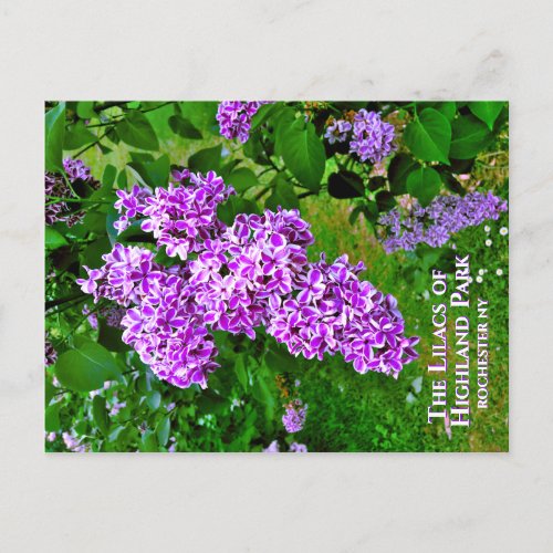 Postcard _ The Purple Lilacs of Highland Park