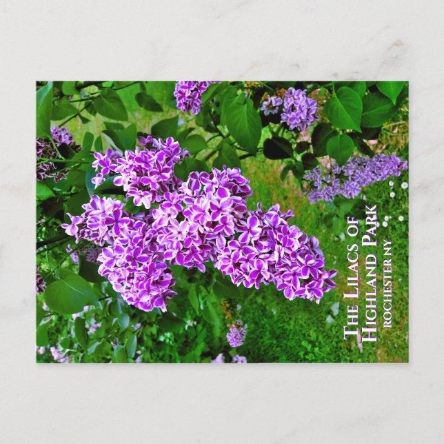 Postcard - The Purple Lilacs of Highland Park (Front)