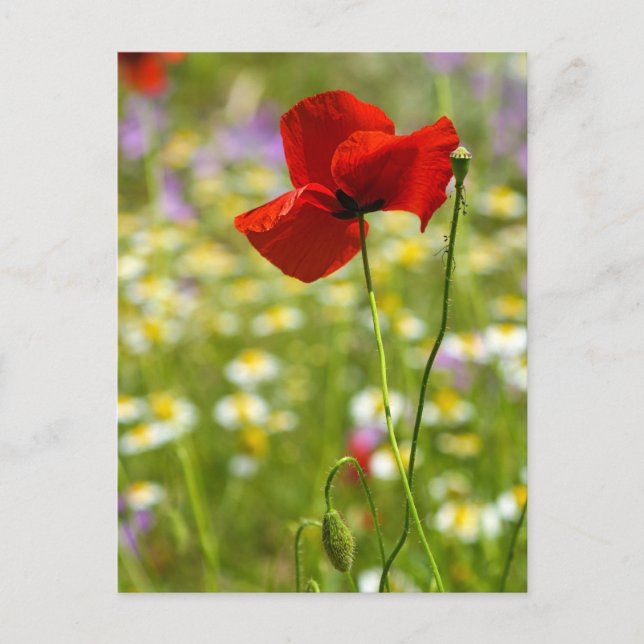  Postcard - The Red Poppy (Front)