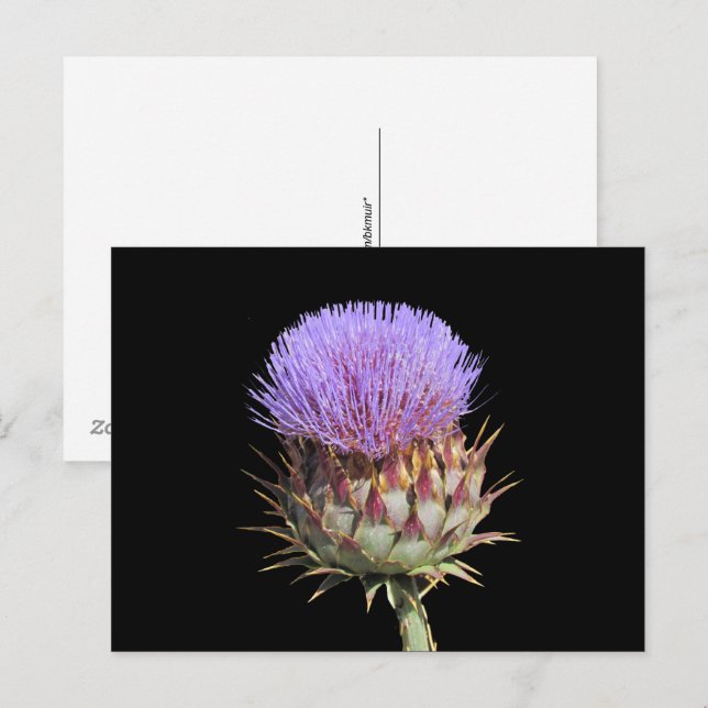 Postcard - Thistle (Front/Back)