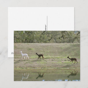Postcard – Three Alpaca