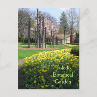 postcard/TOLEDO BOTANICAL GARDEN/YELLOW TULIPS Postcard