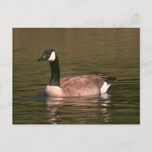 Postcard _ Tranquil Goose