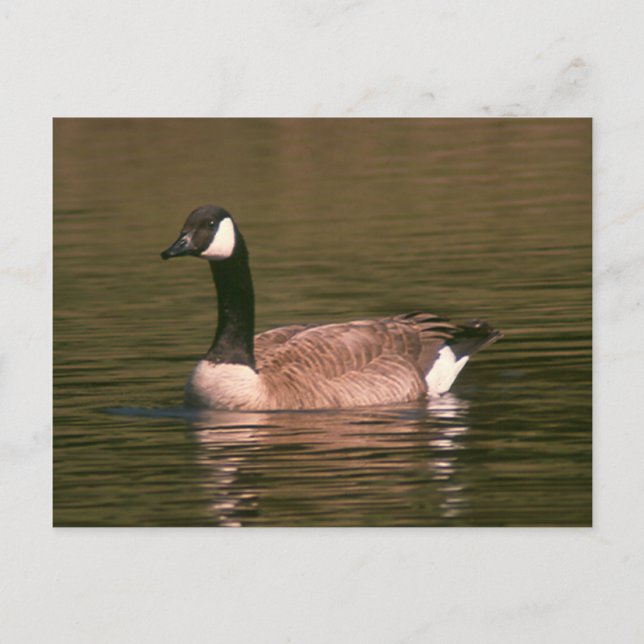 Postcard - Tranquil Goose (Front)