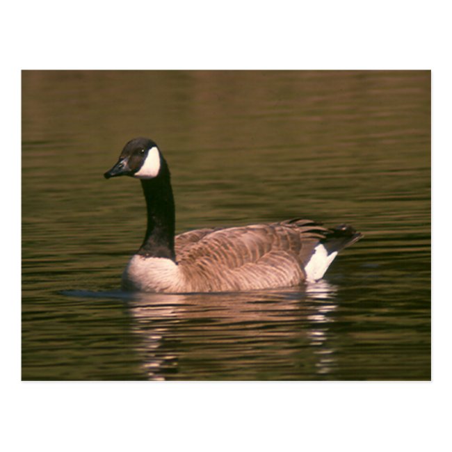 Postcard - Tranquil Goose
