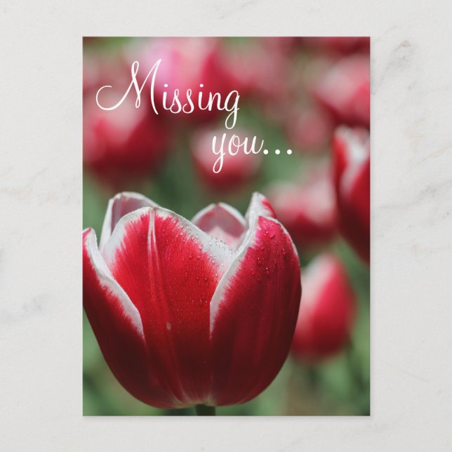 Postcard/Tulip Postcard (Front)