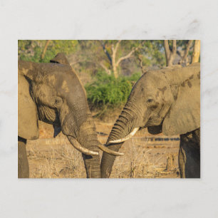 Postcard - Two Male African Elephants in Zambia