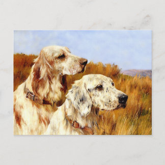 Postcard: Two Setters by Arthur Wardle Postcard