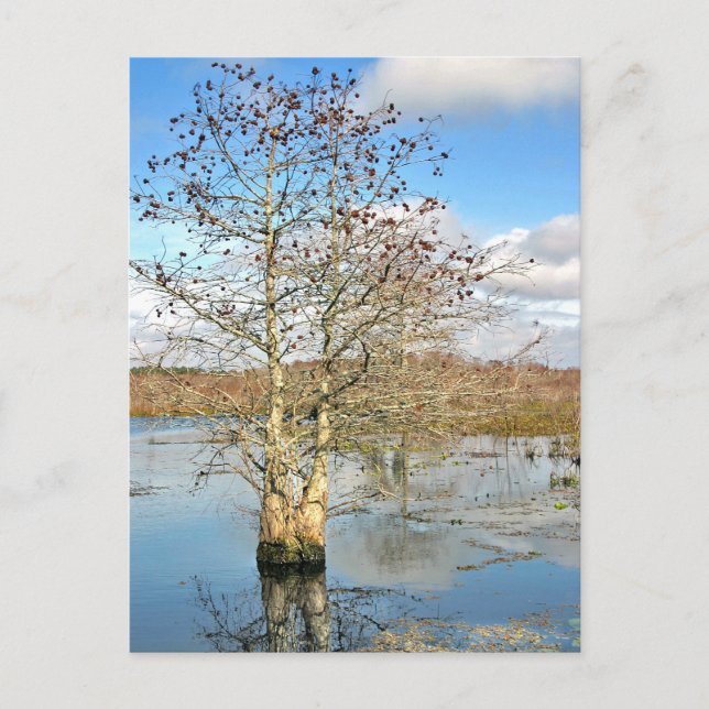 Postcard:  Two Trees as One Postcard (Front)