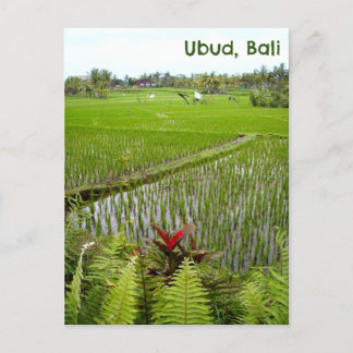 Postcard Ubud Bali Indonesia rice paddies fields