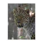 Postcard Vertical Template - Customized