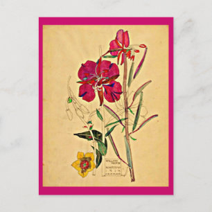 Postcard-Vintage Art-Charles Rennie Mackintosh 26 Postcard