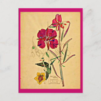 Postcard-Vintage Art-Charles Rennie Mackintosh 26 Postcard