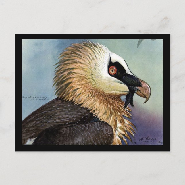 Postcard-Vintage Chicago Art-Abyssinian Birds 11 Postcard (Front)