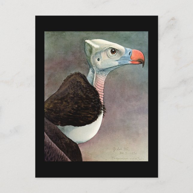 Postcard-Vintage Chicago Art-Abyssinian Birds 12 Postcard (Front)