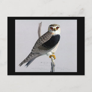 Postcard-Vintage Chicago Art-Abyssinian Birds 17 Postcard