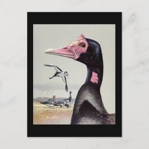 Postcard-Vintage Chicago Art-Abyssinian Birds 20 Postcard