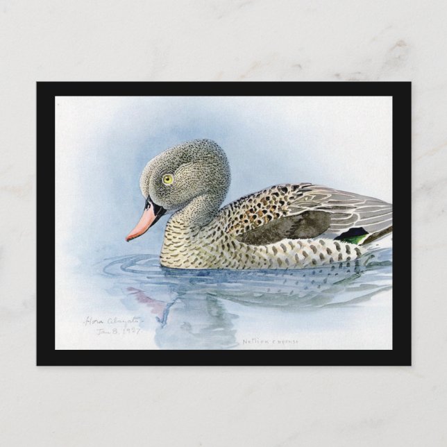 Postcard-Vintage Chicago Art-Abyssinian Birds 7 Postcard (Front)