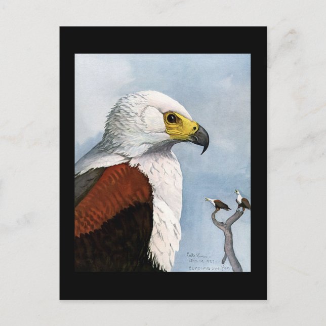 Postcard-Vintage Chicago Art-Abyssinian Birds 9 Postcard (Front)