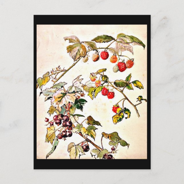 Postcard-Vintage Illustration-Beatrix Potter 9 Postcard (Front)