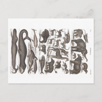Postcard vintage natural history Mammals