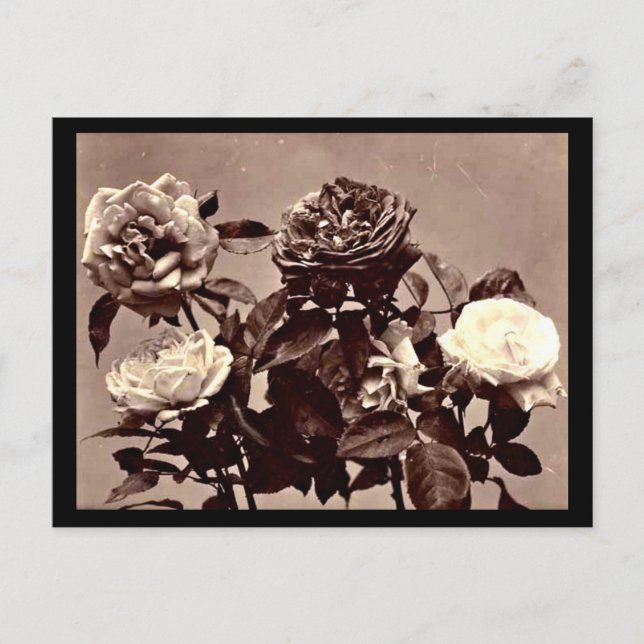 Postcard-Vintage Photography-Adolphe Braun 4 Postcard (Front)