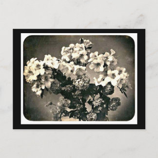 Postcard-Vintage Photography-Adolphe Braun 9 Postcard