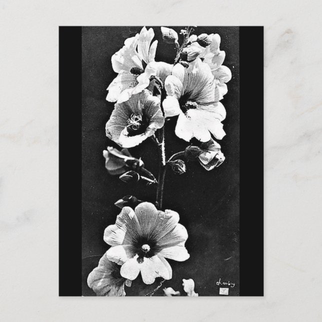 Postcard-Vintage Photography-Charles Aubry 23 Postcard (Front)